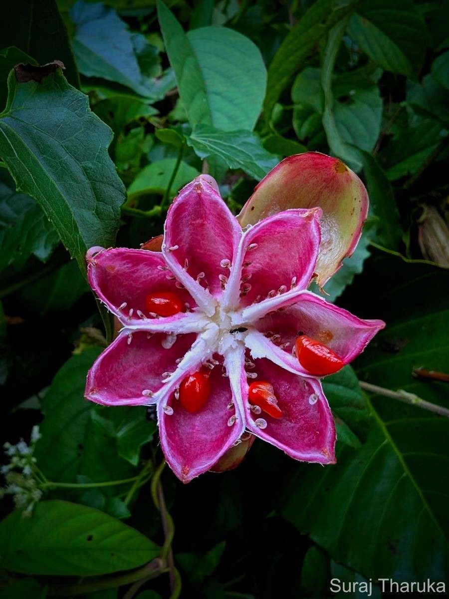 Dillenia suffruticosa (Griff.) Martelli